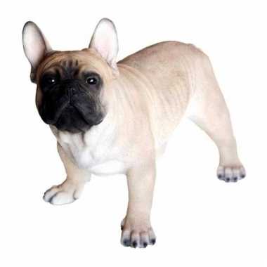 Goedkope beeld staande franse bulldog hond