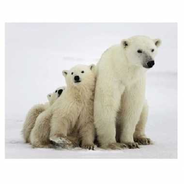 Goedkope dieren magneet d ijsberen