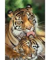 Goedkope poster tijgers