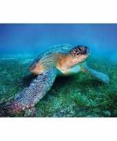 Goedkope poster zeeschildpad